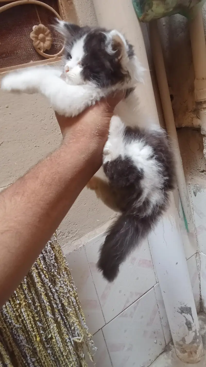 cat. one female and male child for sale — photo 6