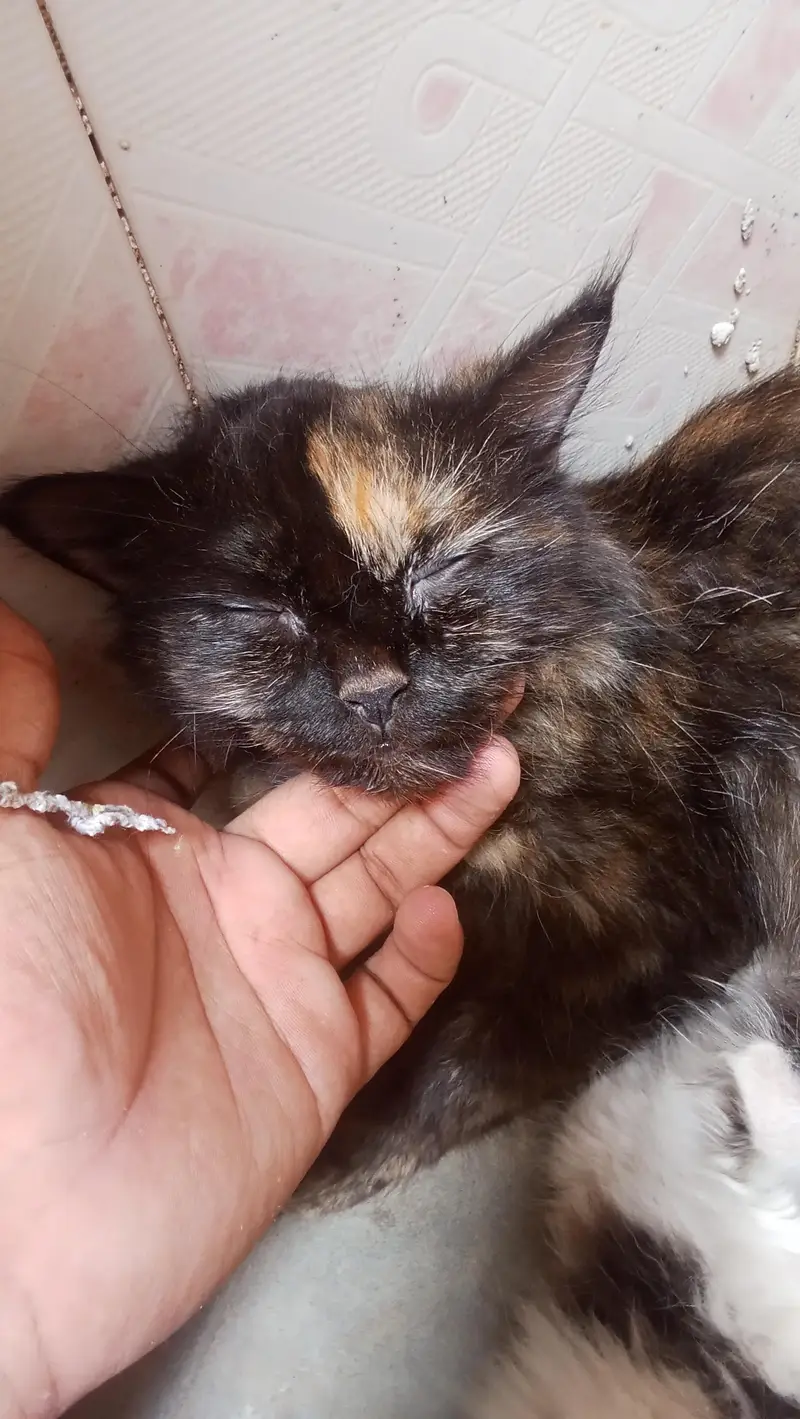 cat. one female and male child for sale — photo 7