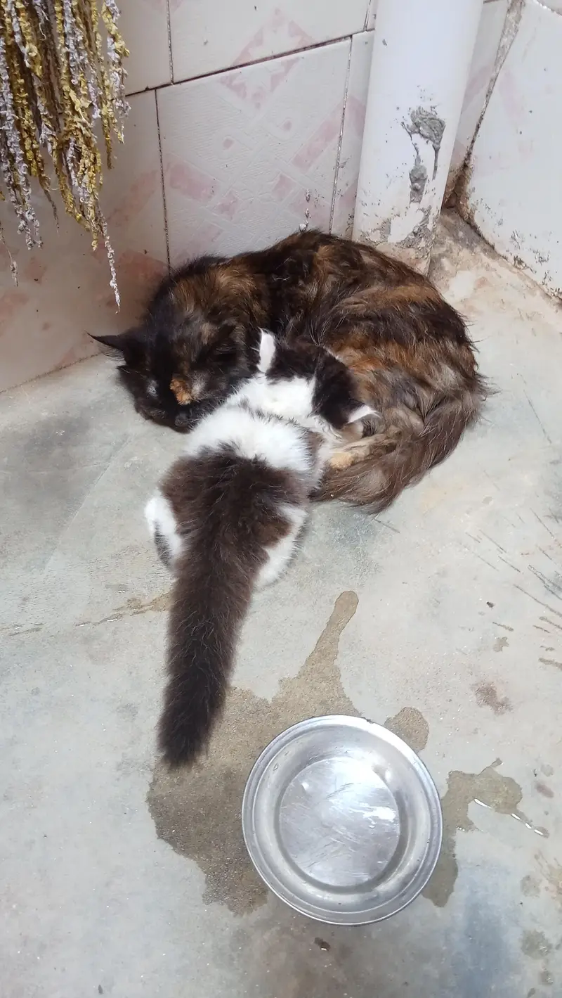 cat. one female and male child for sale — photo 8