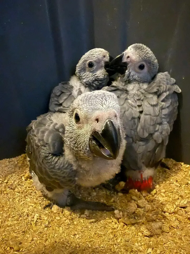 African grey parrot chicks for sale 03215248765 — photo 3