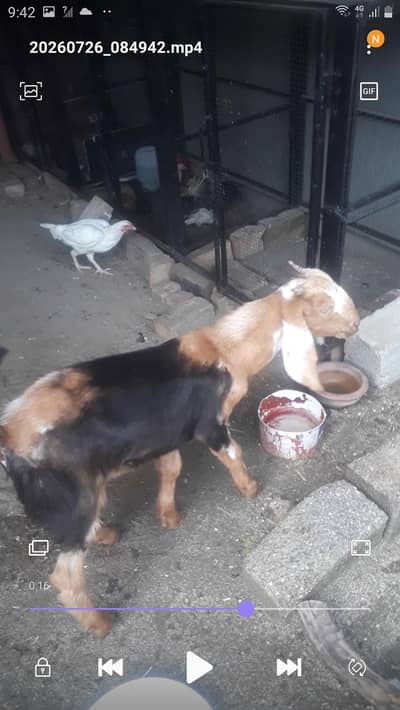 tedi bakra