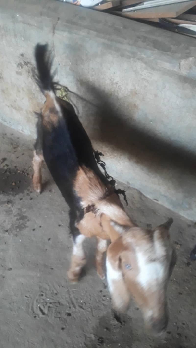 tedi bakra 1