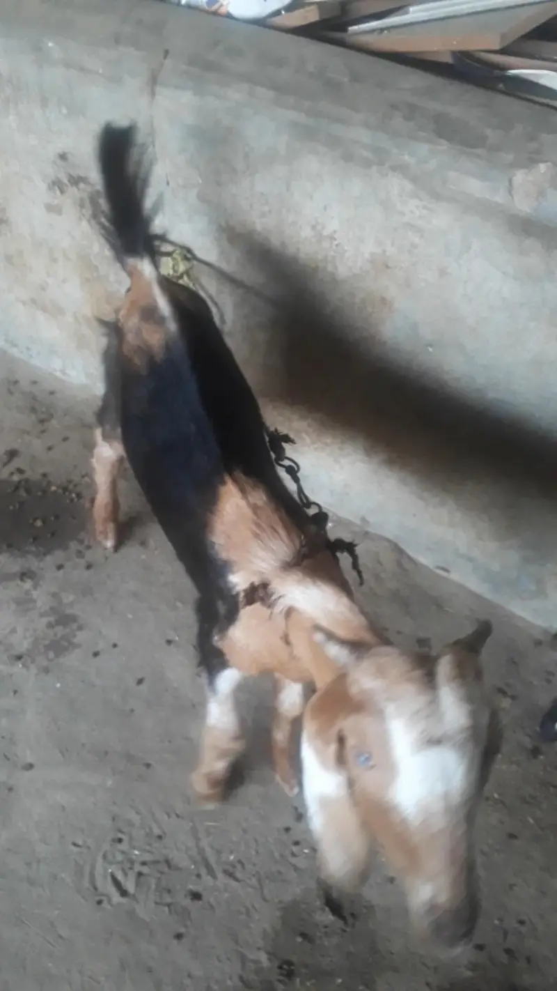 tedi bakra — photo 2