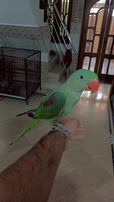 raw parrot