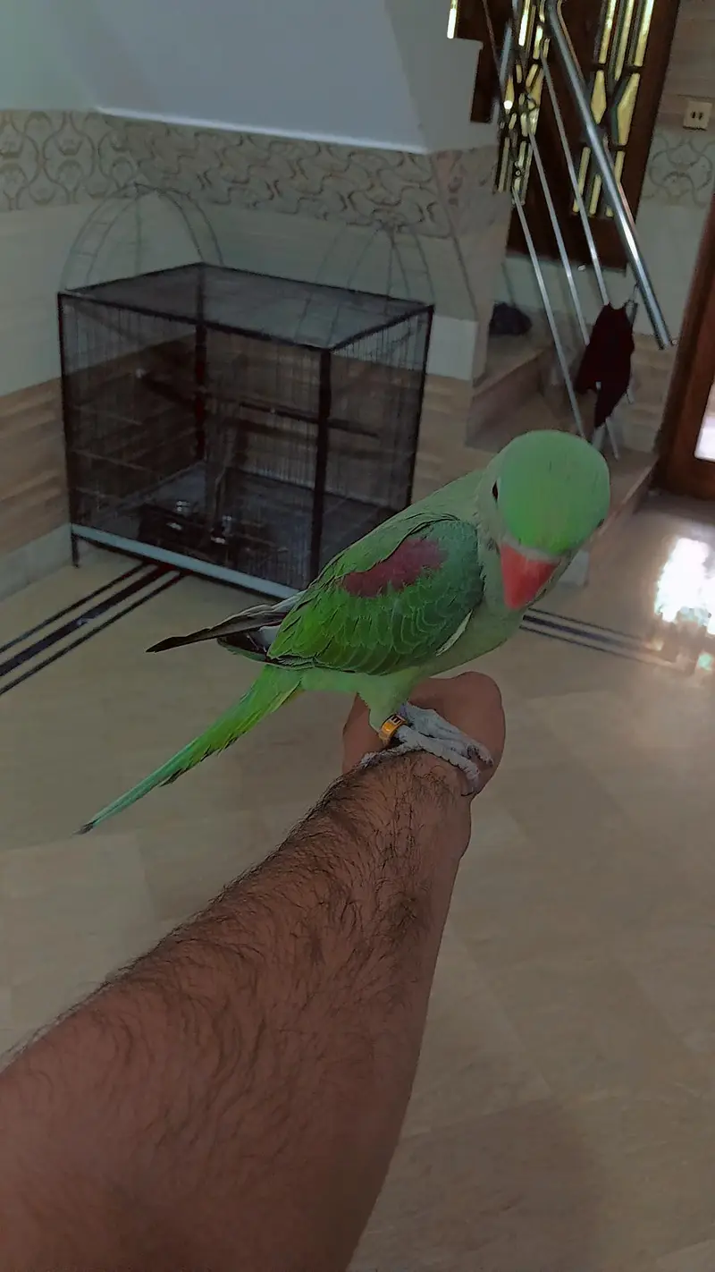 raw parrot — photo 2