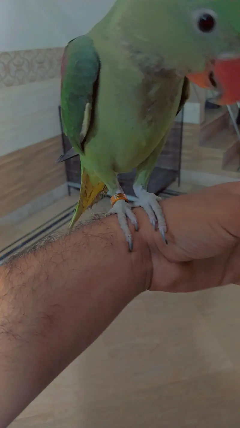 raw parrot — photo 3
