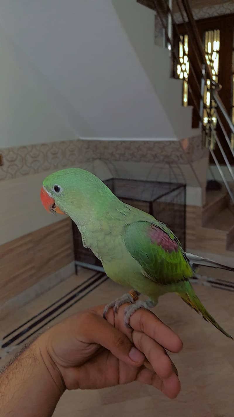 raw parrot 3