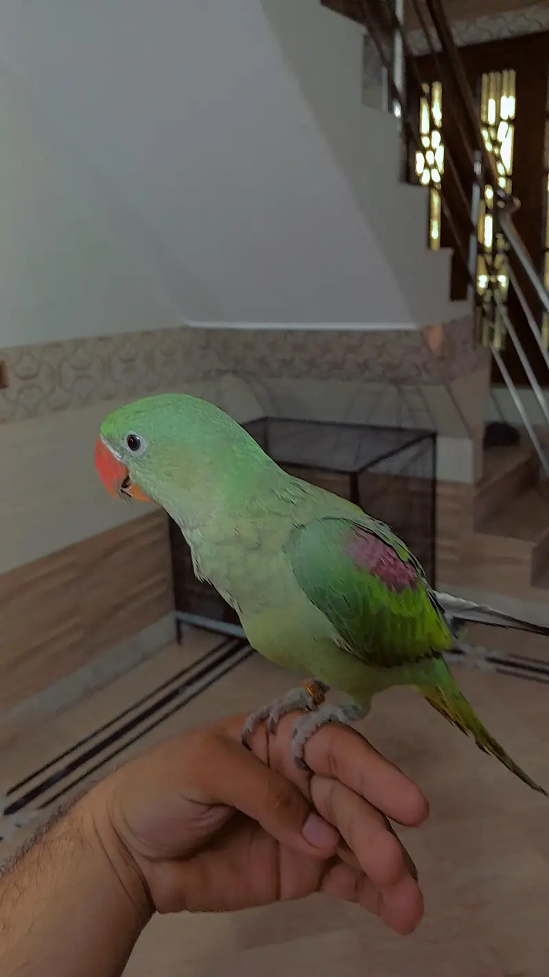 raw parrot — photo 4