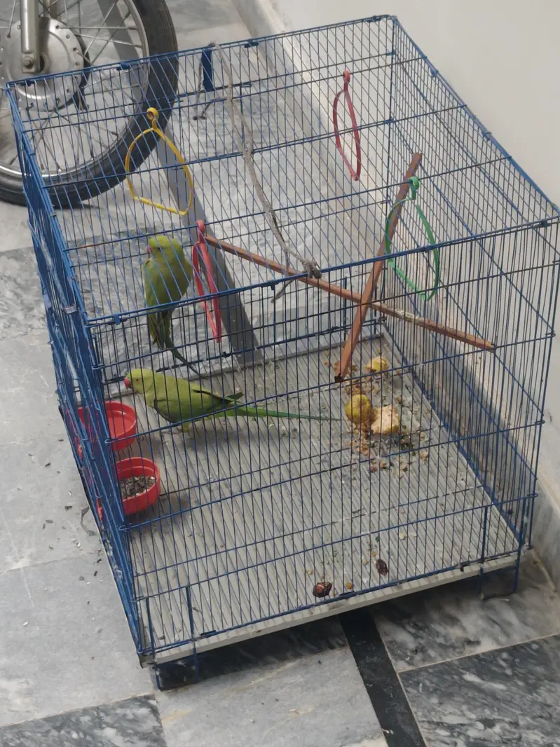 active pair with new cage — photo 2