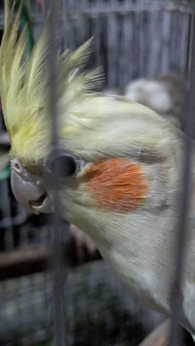 cocktail parrot pair for sale