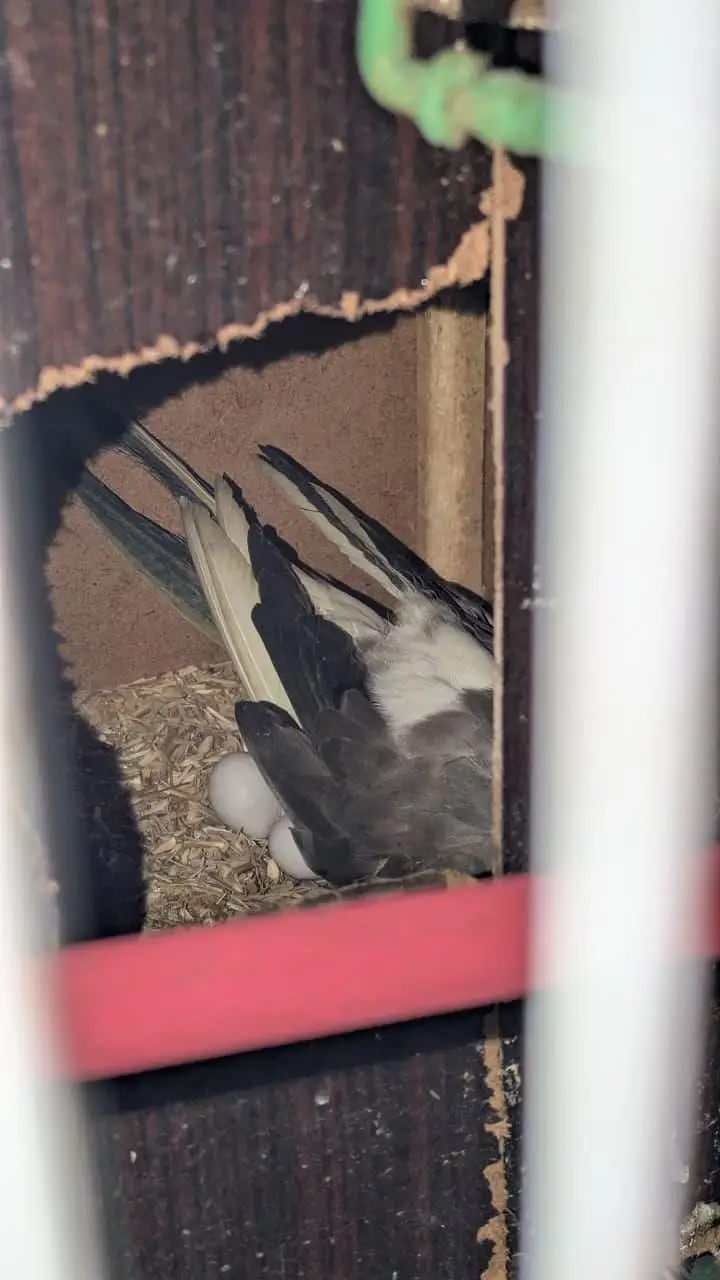 cocktail parrot pair for sale — photo 3