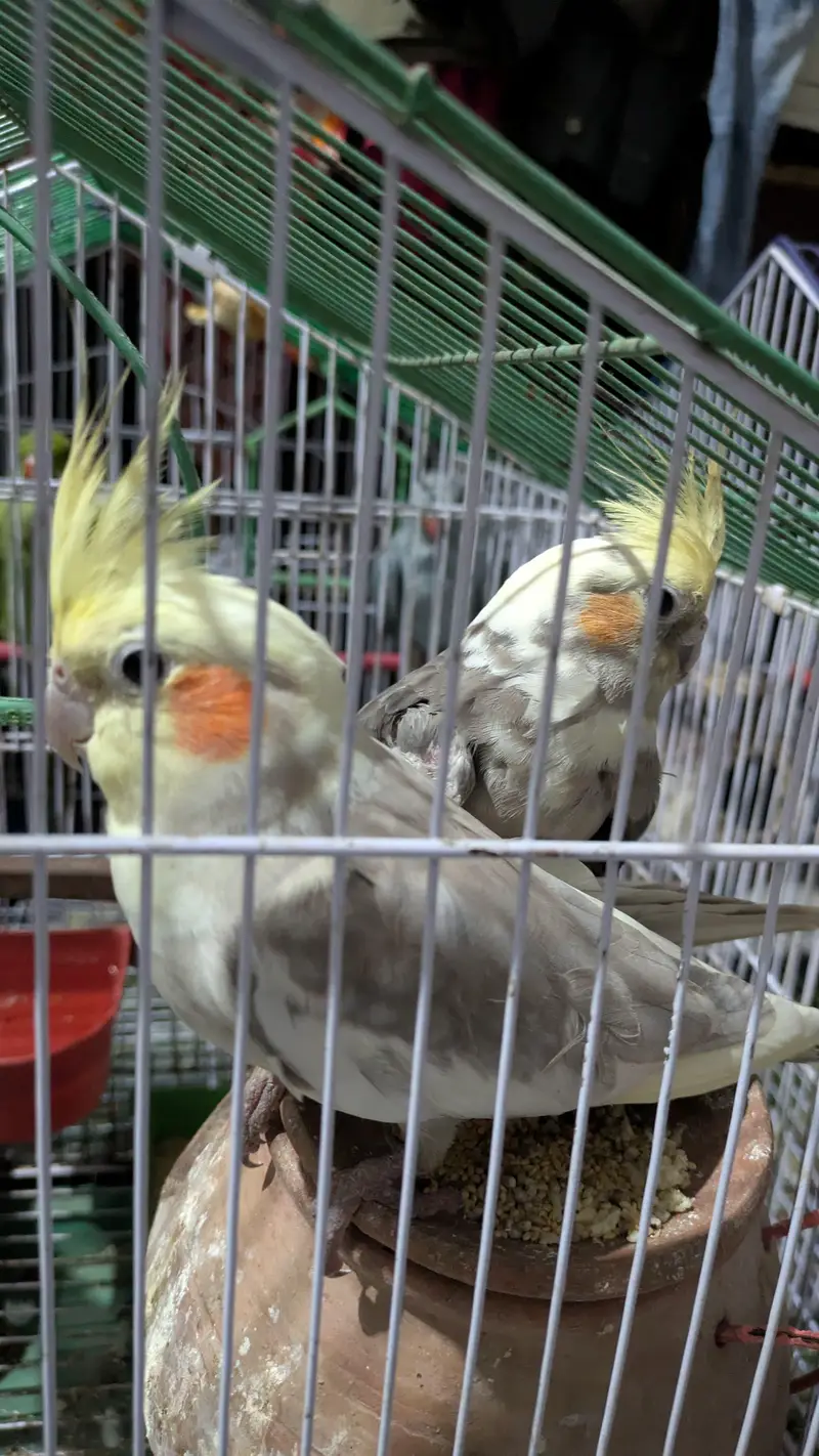 cocktail parrot pair for sale — photo 4
