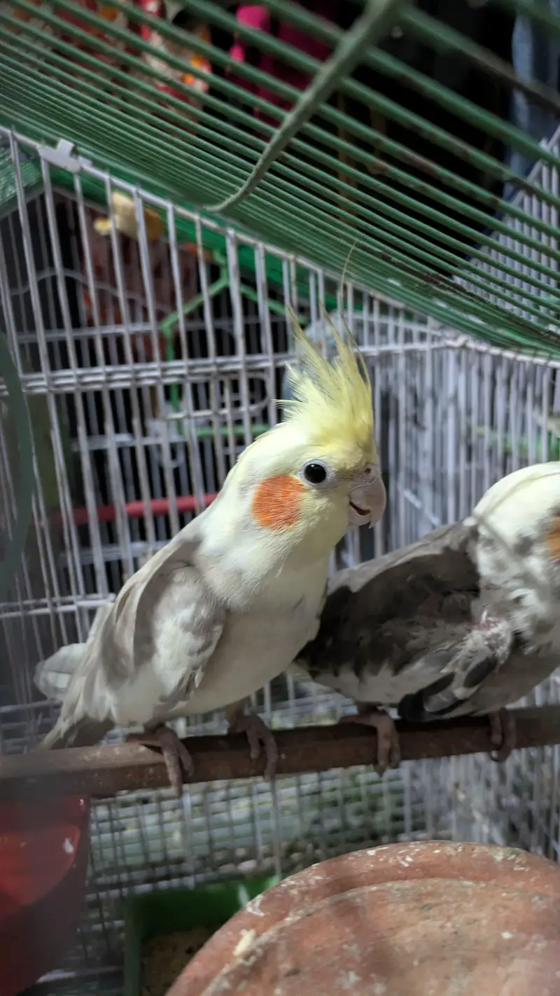 cocktail parrot pair for sale — photo 7