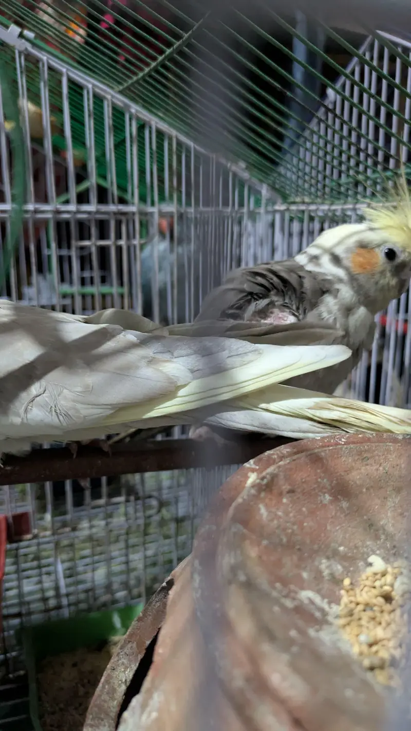 cocktail parrot pair for sale — photo 8