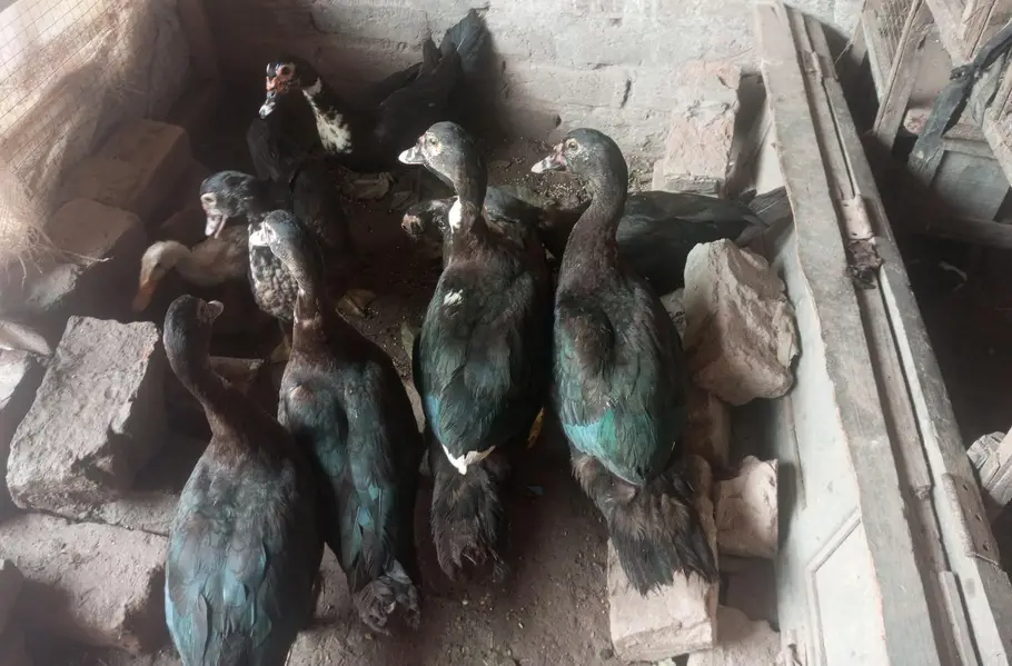 Muscovy other Indian nasal ducks urgent sale rate finel 2500 ha — photo 2