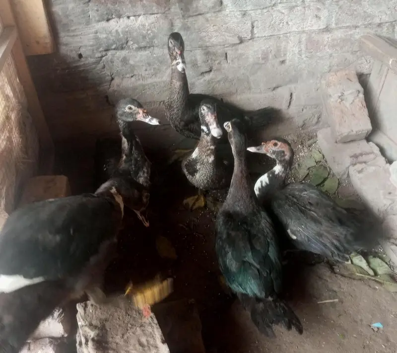 Muscovy other Indian nasal ducks urgent sale rate finel 2500 ha — photo 3