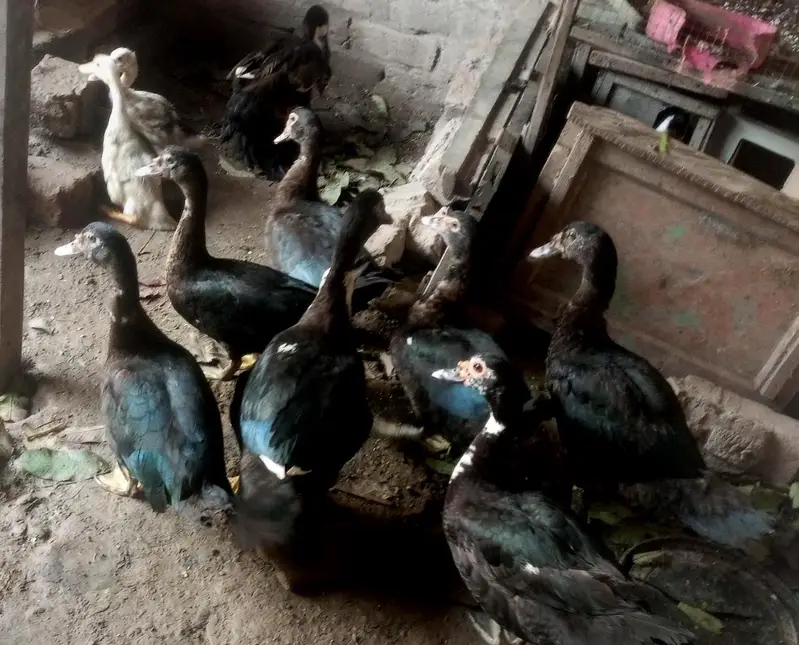 Muscovy other Indian nasal ducks urgent sale rate finel 2500 ha — photo 4