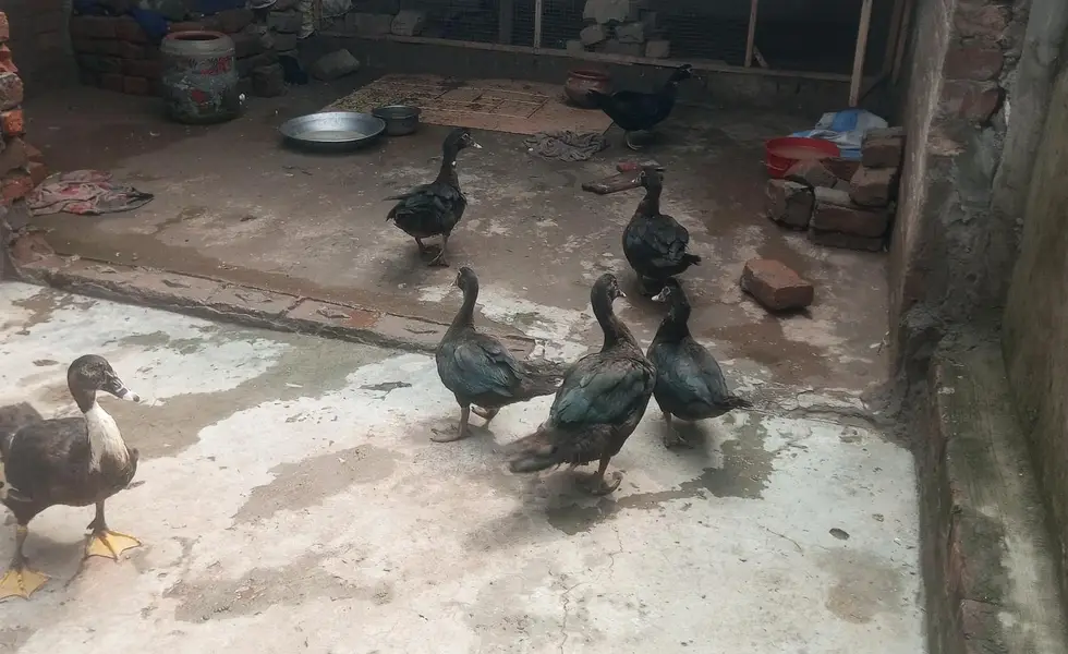 Muscovy other Indian nasal ducks urgent sale rate finel 2500 ha — photo 5