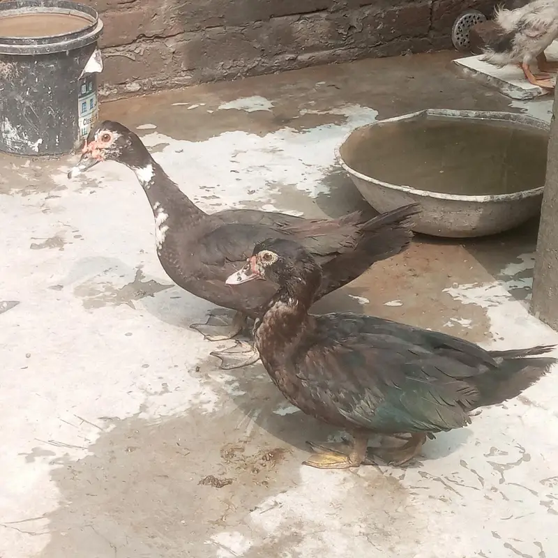 Muscovy other Indian nasal ducks urgent sale rate finel 2500 ha — photo 6