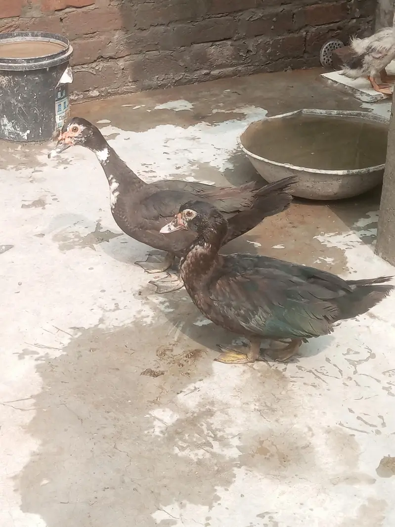 Muscovy other Indian nasal ducks urgent sale rate finel 2500 ha — photo 7