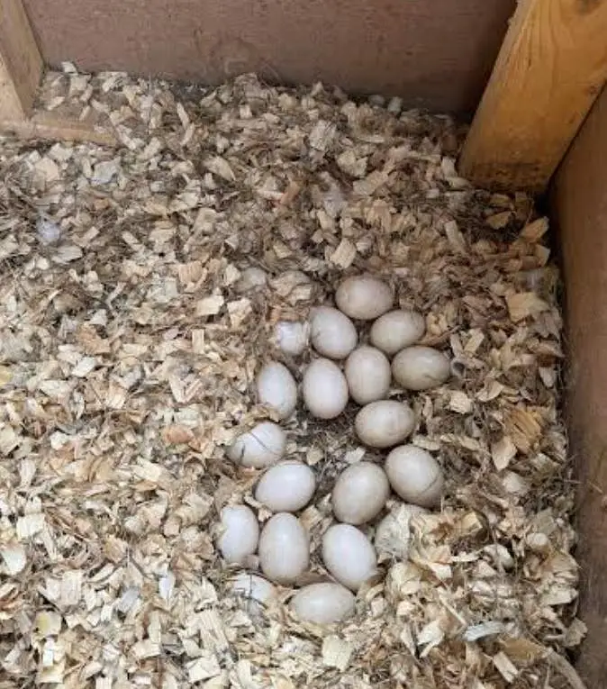 Muscovy other Indian nasal ducks urgent sale rate finel 2500 ha — photo 9