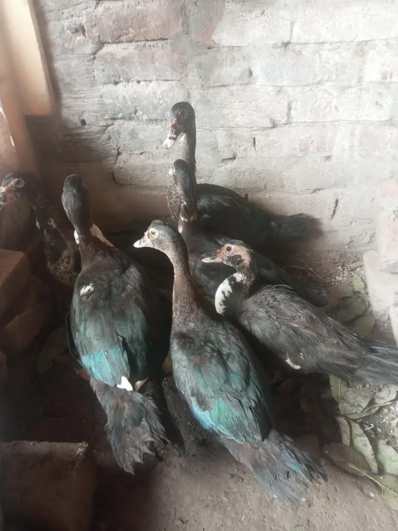Muscovy other Indian nasal ducks urgent sale rate finel 2500 ha — photo 10