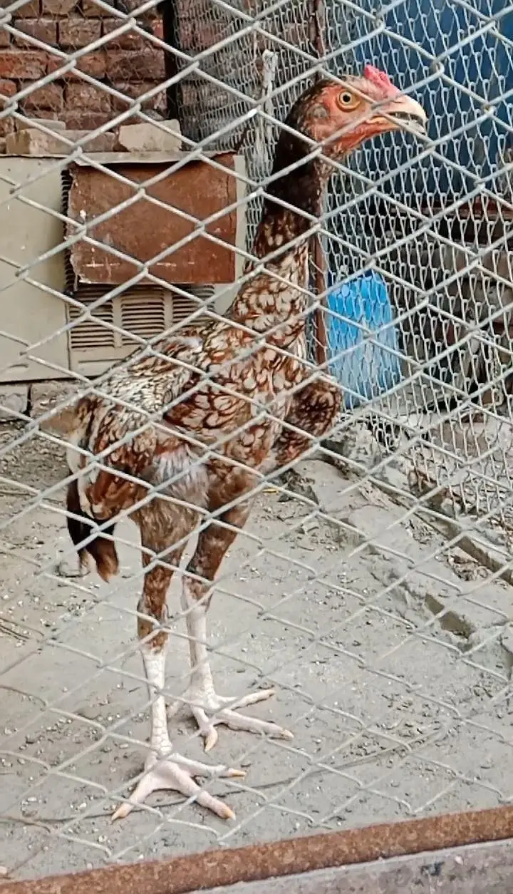 سندھی پھٹا