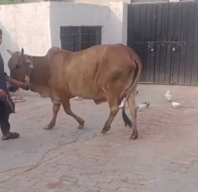 Cow for sale