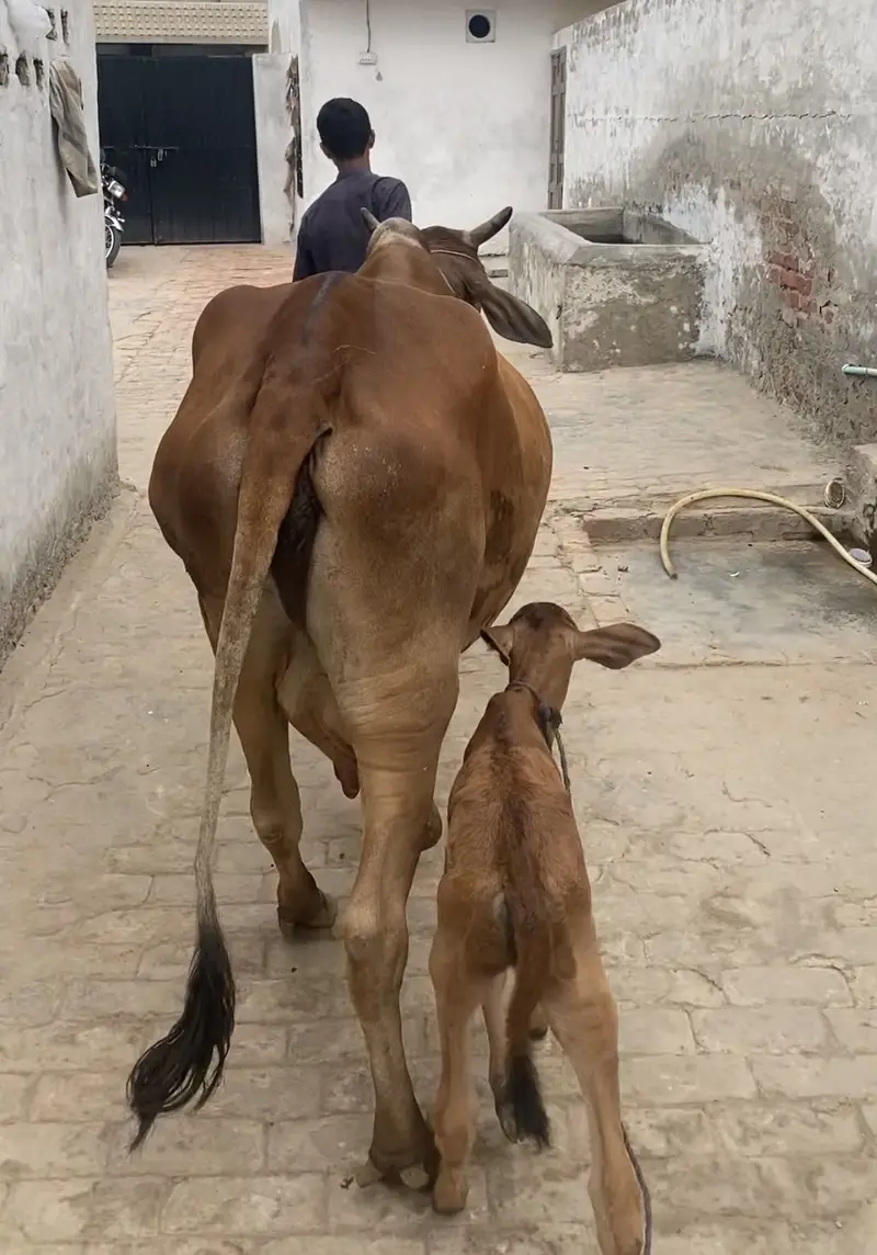 Cow for sale — photo 2