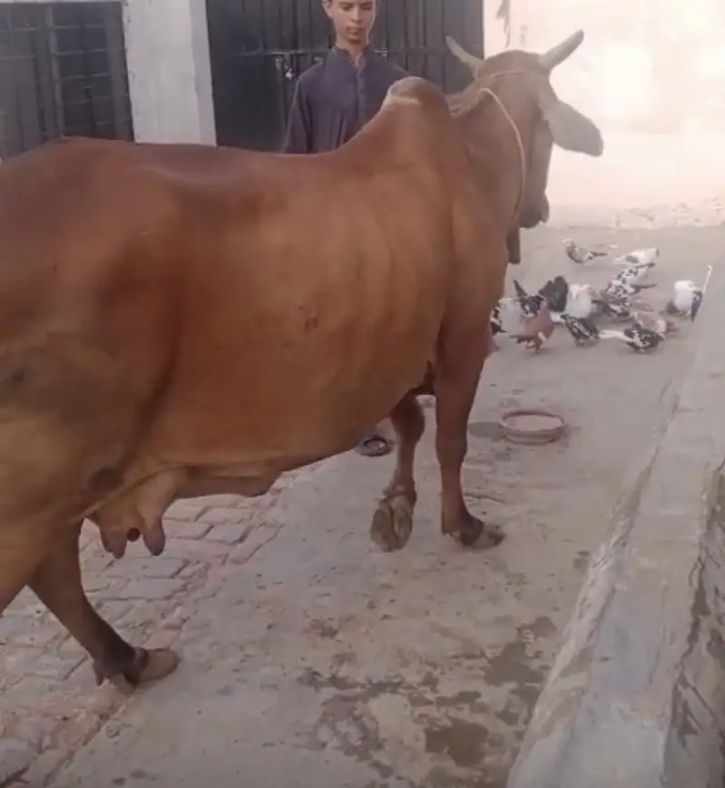 Cow for sale — photo 3