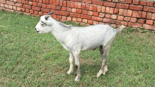 0 saiz Barbara male for sale