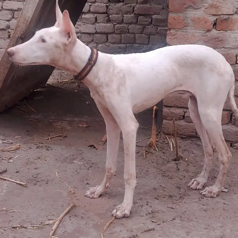 Premium American Bully Dog for Sale — photo 3
