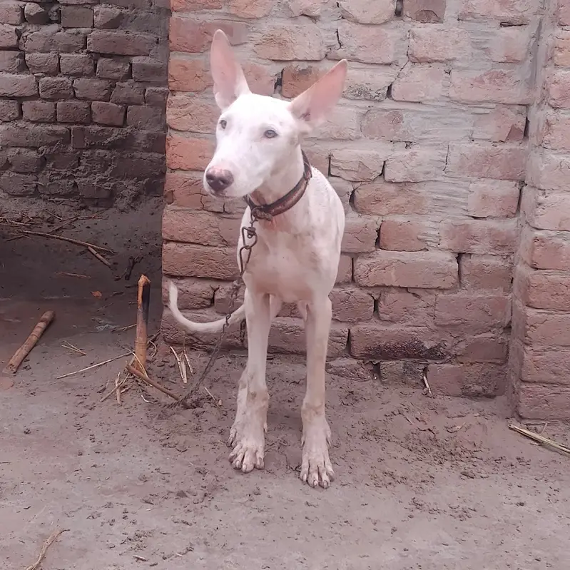 Premium American Bully Dog for Sale — photo 6