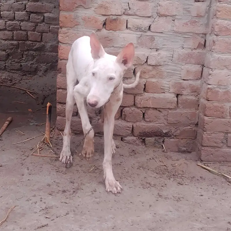Premium American Bully Dog for Sale — photo 7