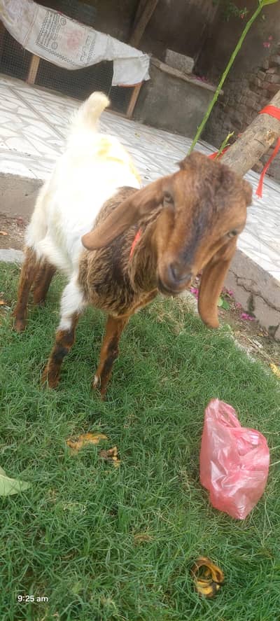 bakra bahut hi pyara