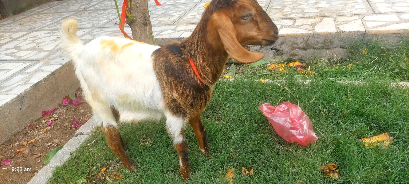bakra bahut hi pyara — photo 2