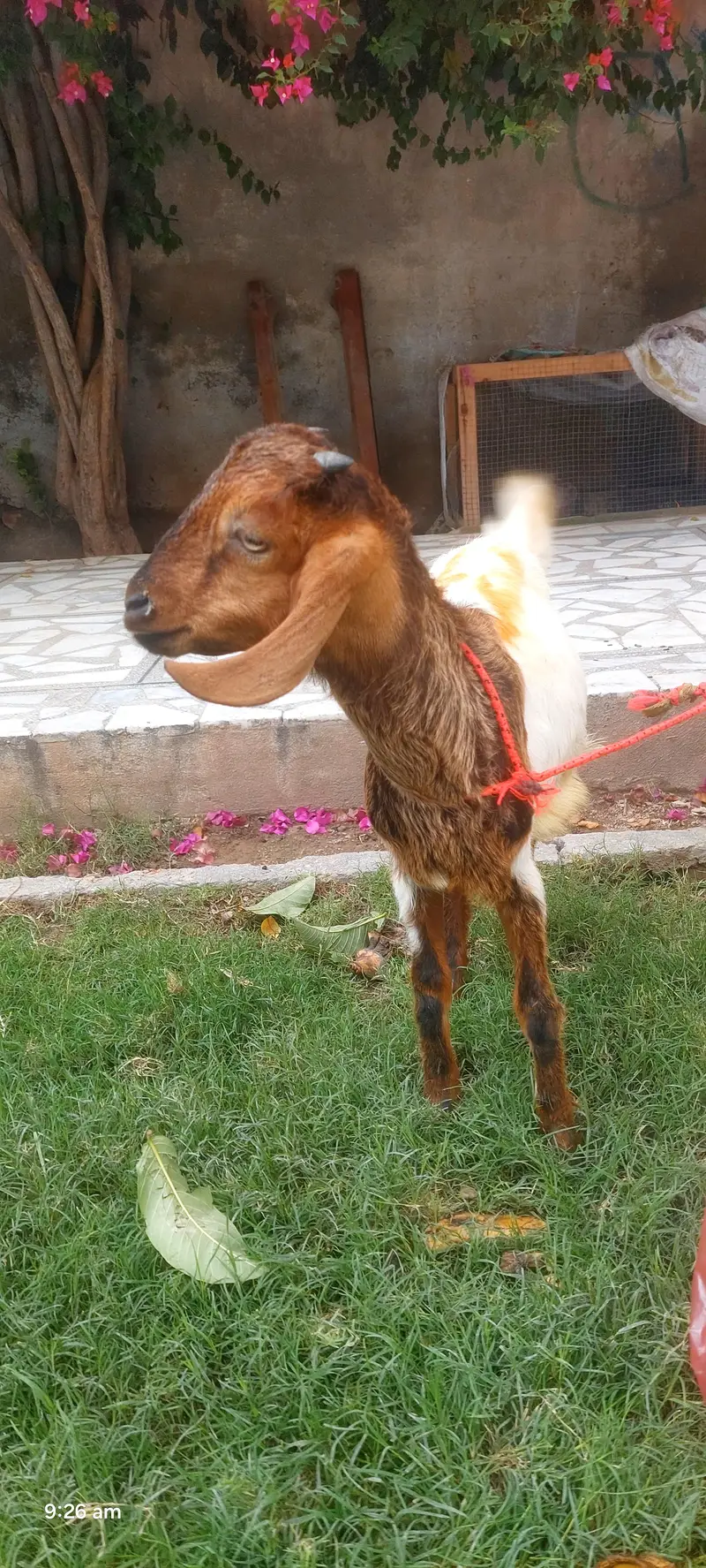 bakra bahut hi pyara — photo 3