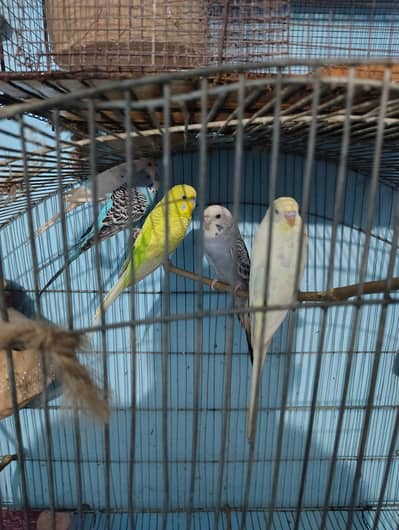 Budgies For Sale
