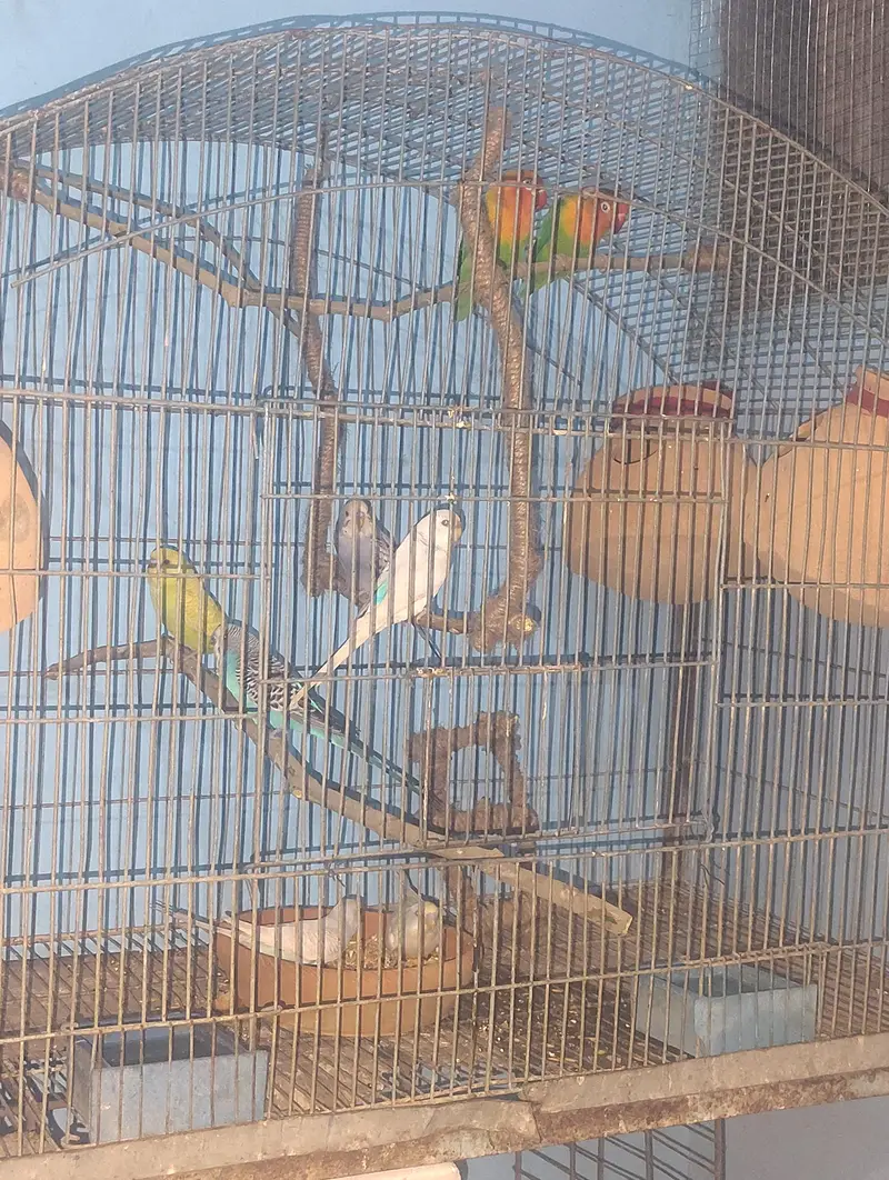 Budgies For Sale — photo 2