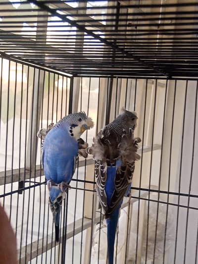 Hogoromo 2 Adult pair for sale