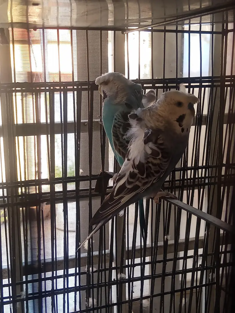 Hogoromo 2 Adult pair for sale — photo 2