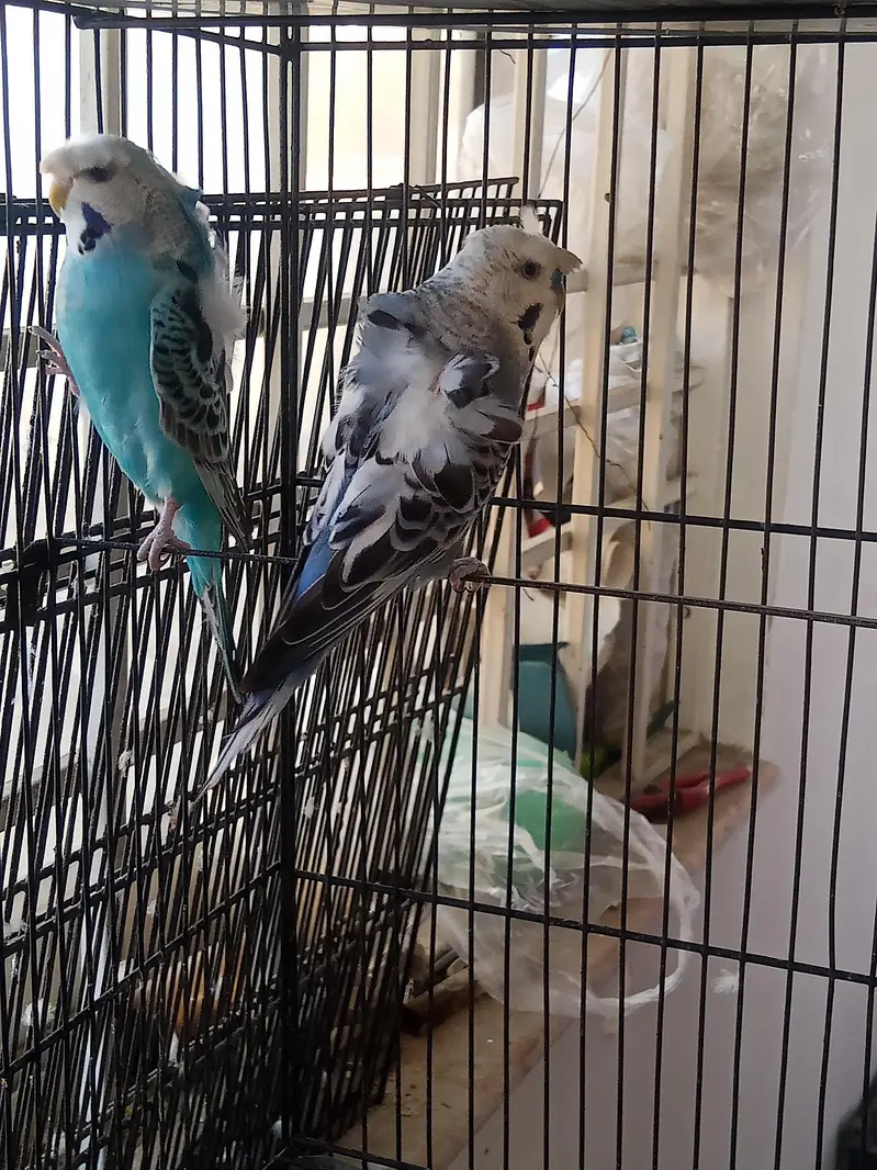 Hogoromo 2 Adult pair for sale — photo 3