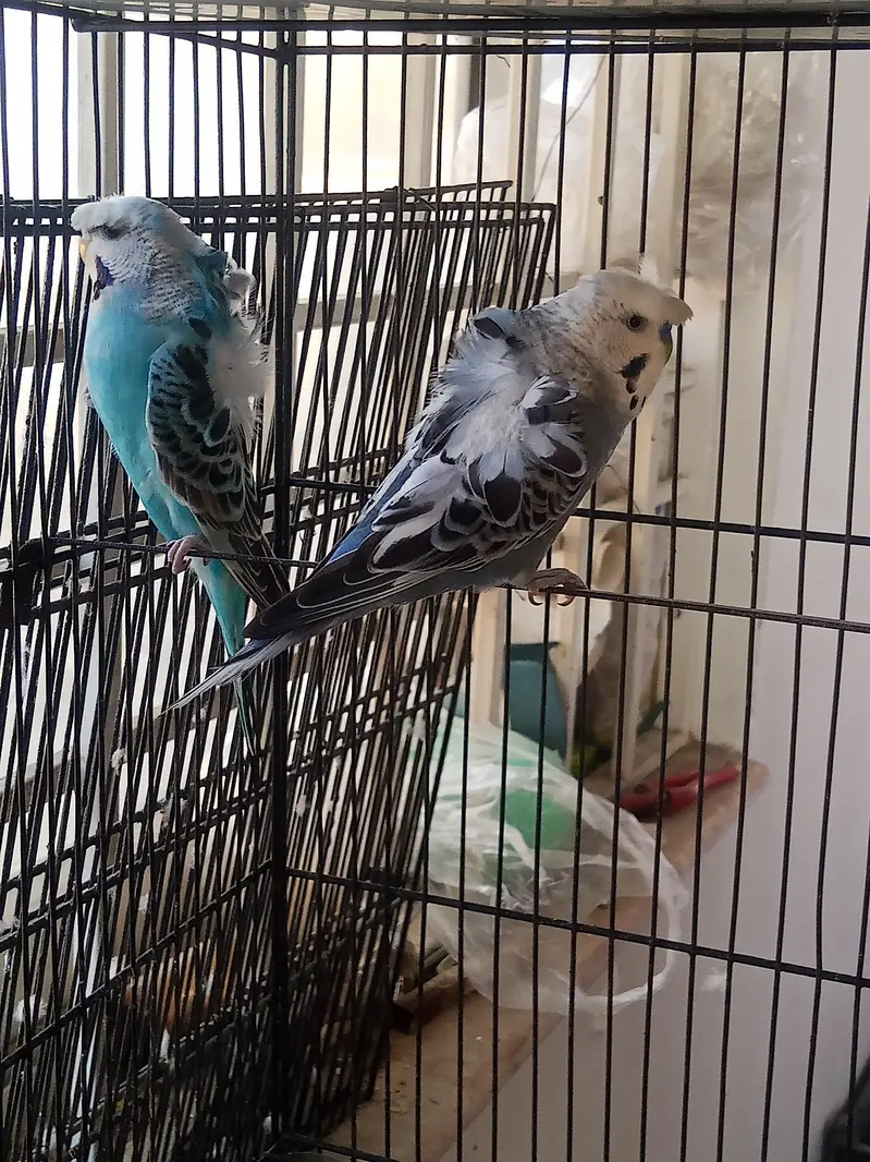 Hogoromo 2 Adult pair for sale — photo 4