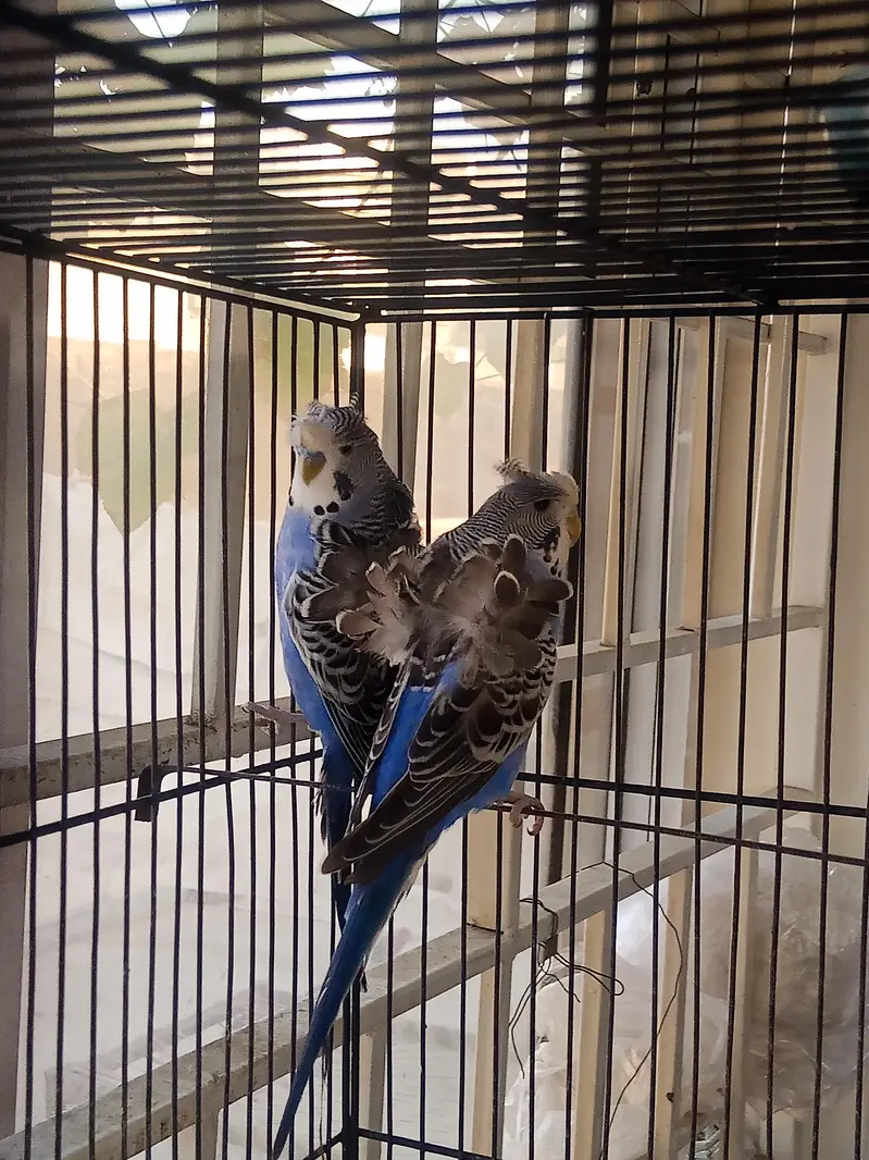 Hogoromo 2 Adult pair for sale — photo 5