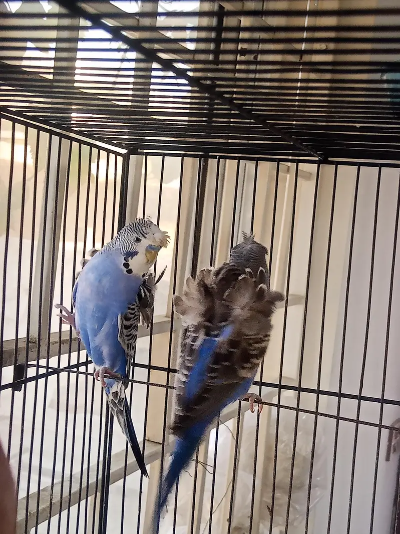 Hogoromo 2 Adult pair for sale — photo 6