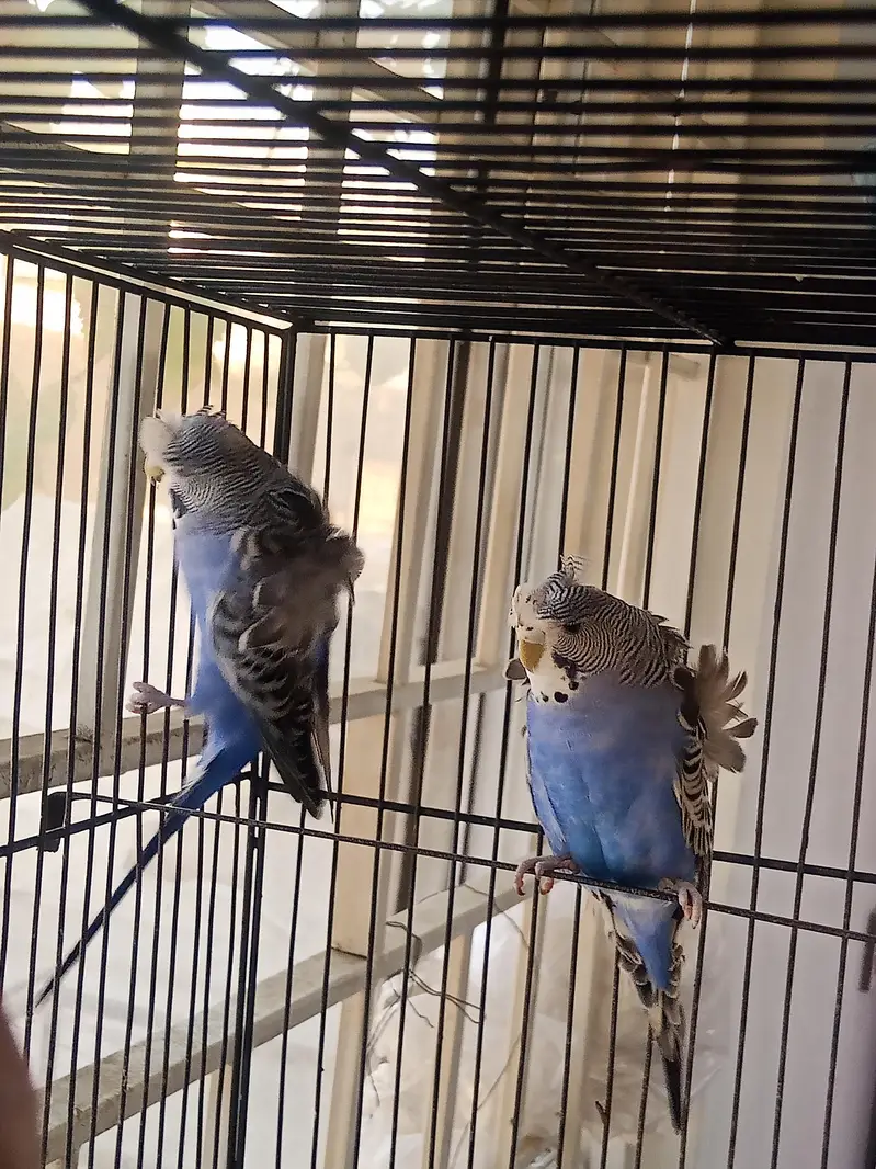 Hogoromo 2 Adult pair for sale — photo 7