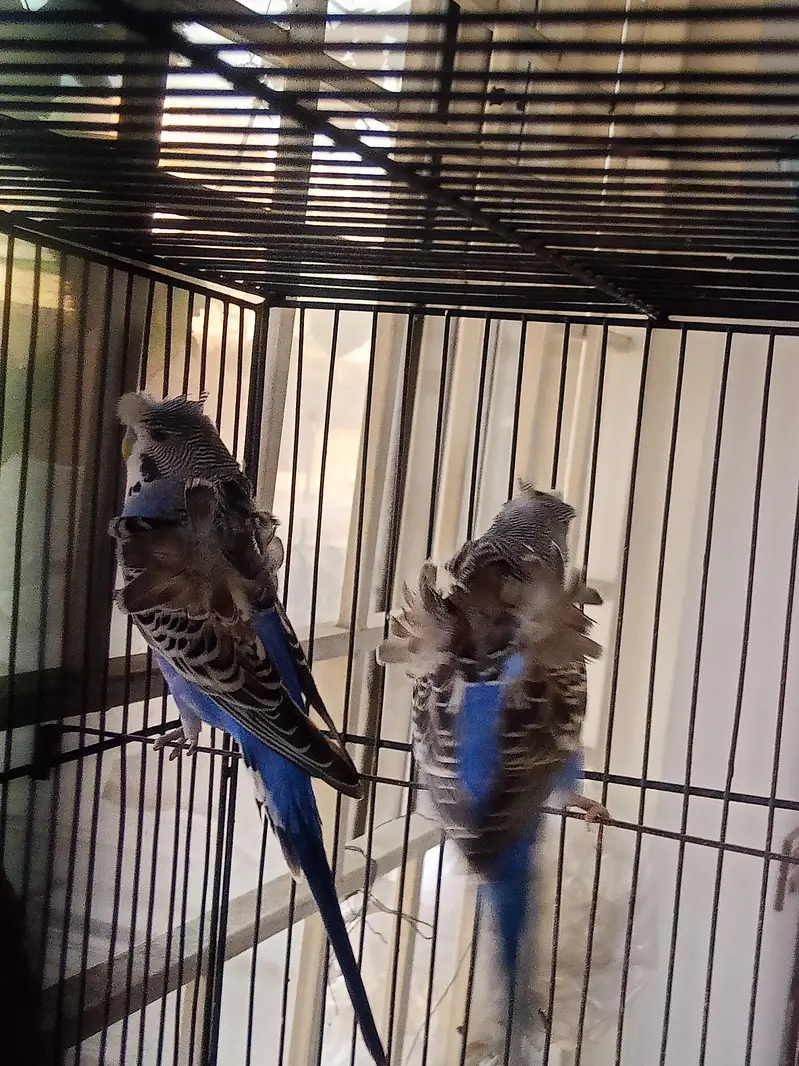 Hogoromo 2 Adult pair for sale — photo 8