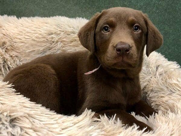 Labrador 0