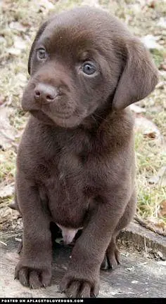 Labrador — photo 2