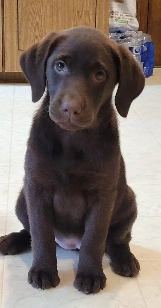 Labrador — photo 3